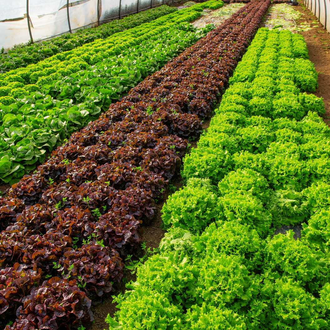 Fresh lettuce at Kelly Farms