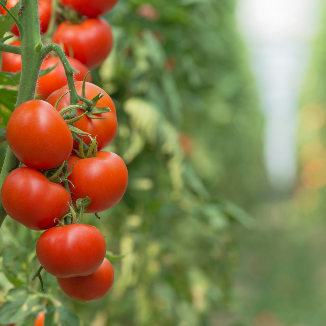 Tomato vines at Kelly Farms